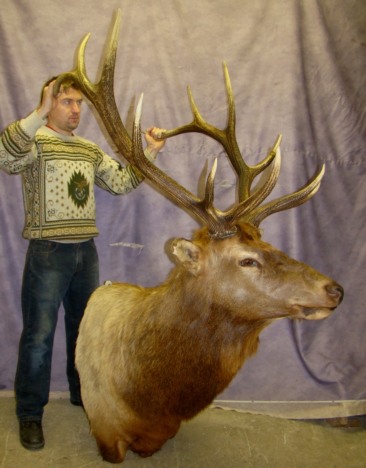 HUGE 6x6 ELK HEAD MOUNT TAXIDERMY, ANTLER CHANDELIER S1 eBay