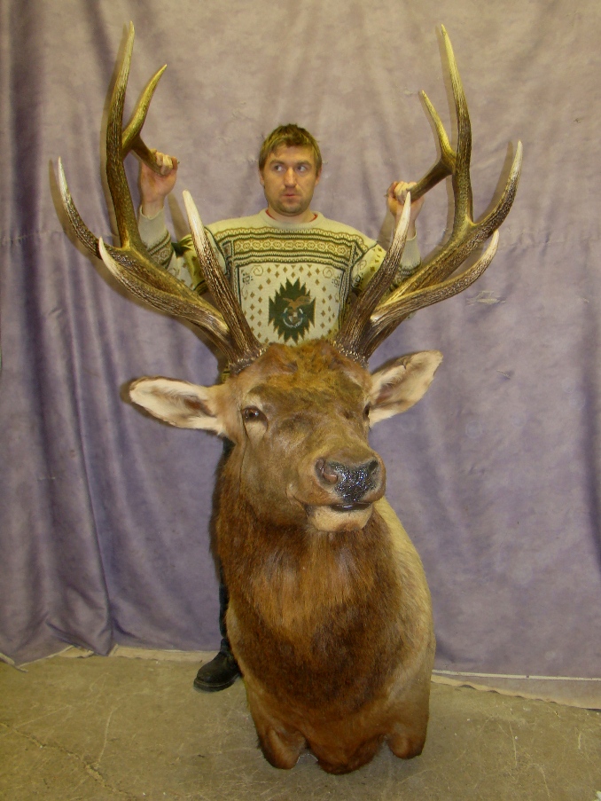 HUGE 6x6 ELK HEAD MOUNT TAXIDERMY, ANTLER CHANDELIER S1 eBay