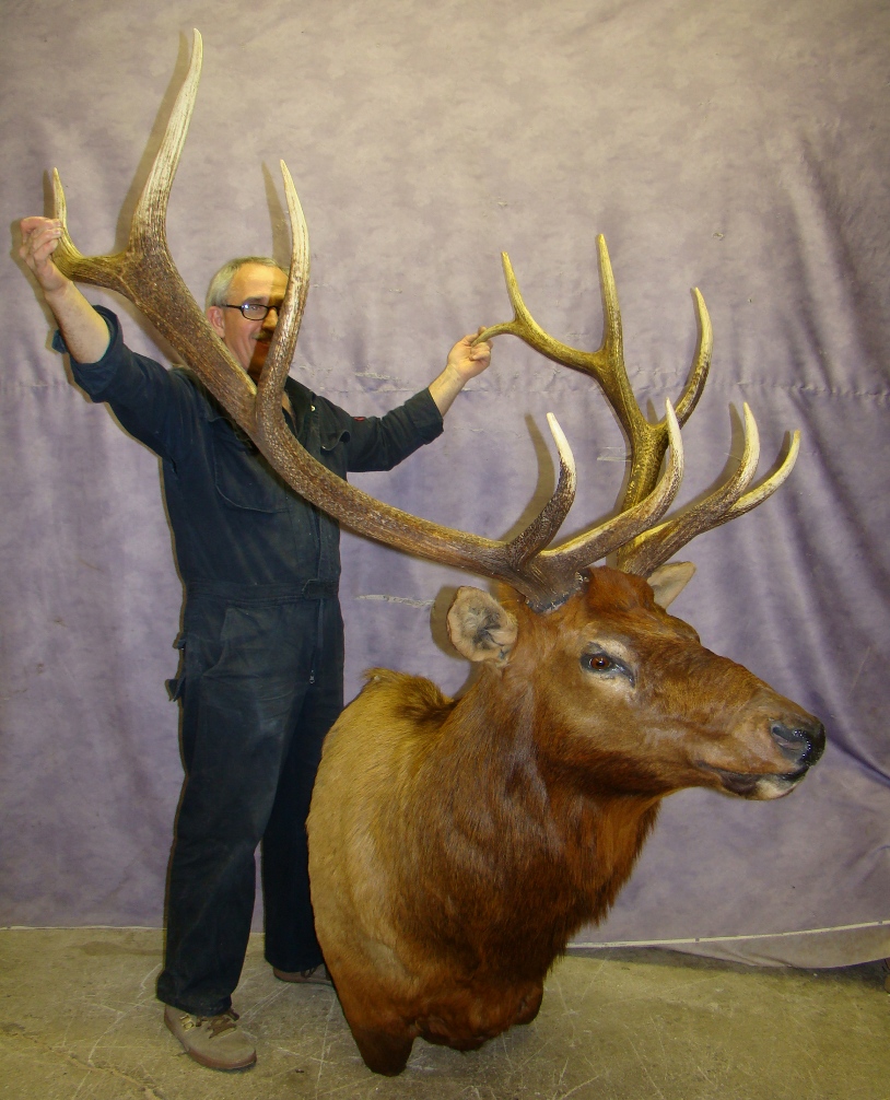 HUGE 6x6 ELK HEAD MOUNT TAXIDERMY, ANTLER CHANDELIER S1 eBay