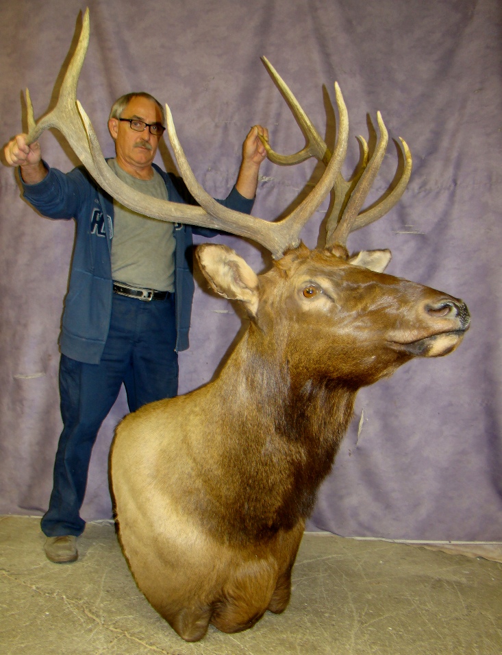 Elk Bull Mount