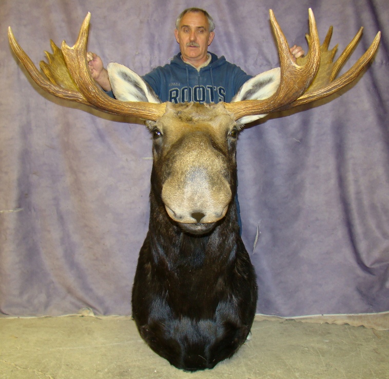 NEW MOOSE HEAD MOUNT TAXIDERMY, HUGE CANADIAN BULL! S7 DEER ANTLER