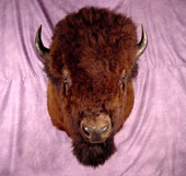 Taxidermy