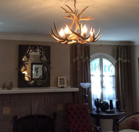 White-tail Real Antler Chandelier Special SP-2