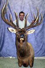 Huge Canadian  Elk Shoulder Mount