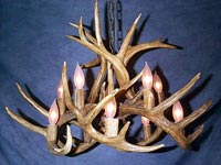 Antlers Chandelier White Tail 