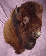 Taxidermy