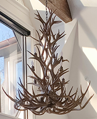 Extra Large Cascading Mule Deer Chandelier