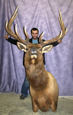 Huge Canadian  Elk Shoulder Mount