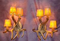 Real Antler 3 Light White Tail Deer Sconce