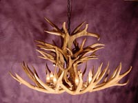 Royal Crown Mule Deer Chandelier