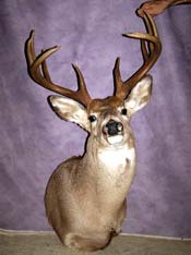 White-Tail Deer Mount