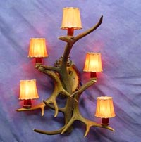 Elk / White Tail Deer Sconce