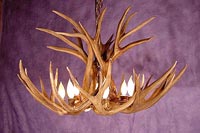 Extra Large Mule Deer Chandelier