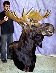 X-Large Canadian Moose Mout.